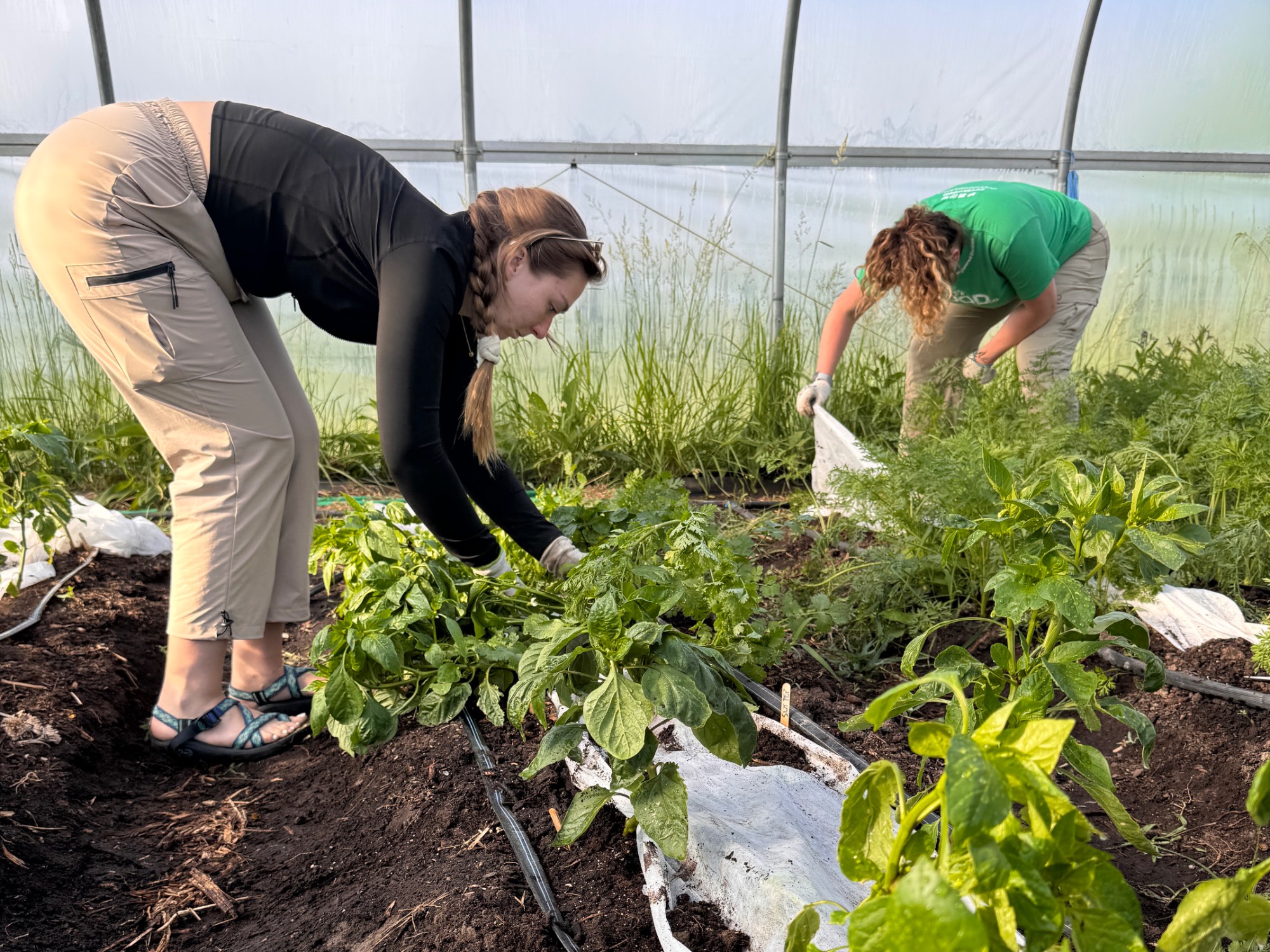 Laker Food Co. staff at the SAP garden May 2026